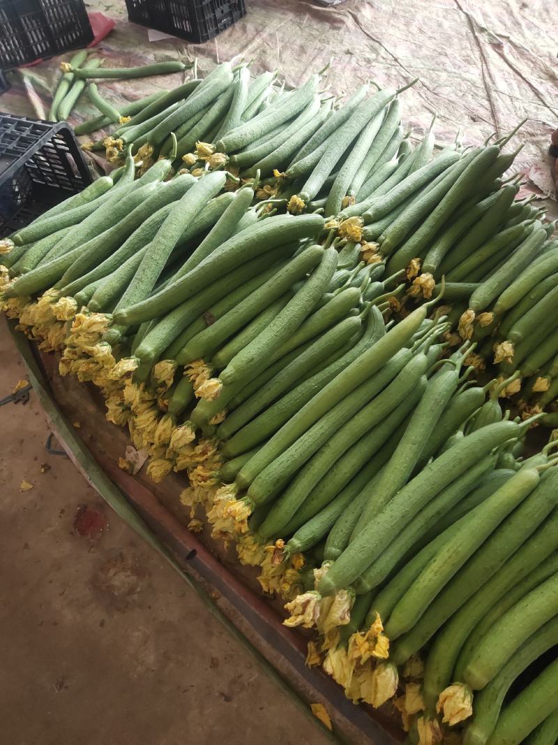云南精品黄瓜大量上市