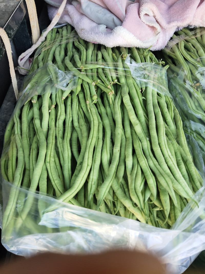 云南精品黄瓜大量上市
