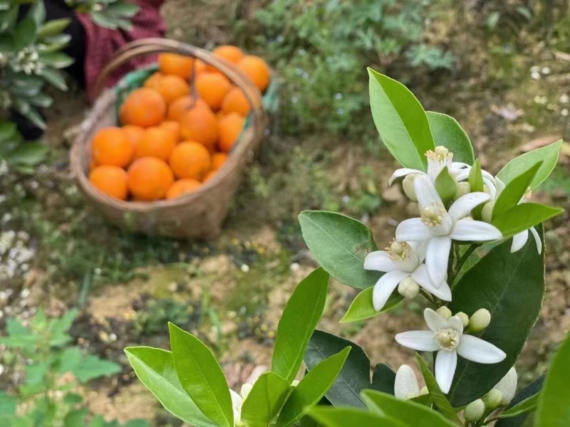 伦晚枝条，伦晚脐橙枝条，