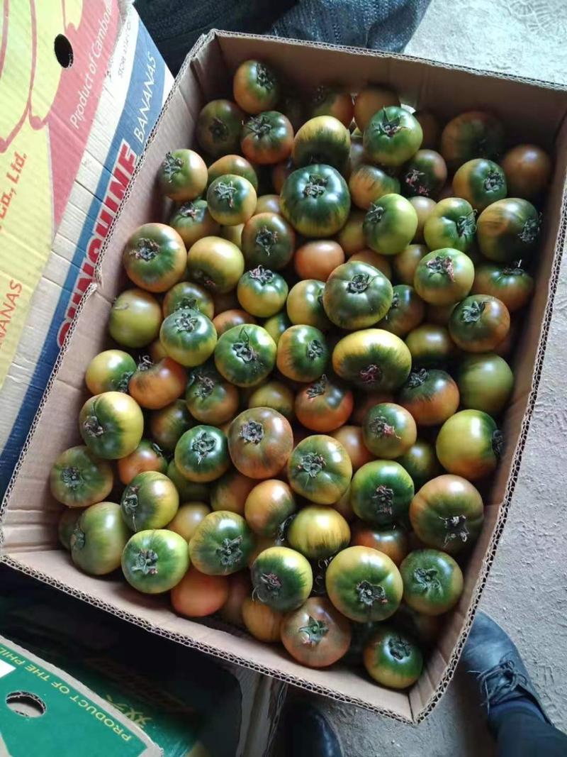 铁皮柿子