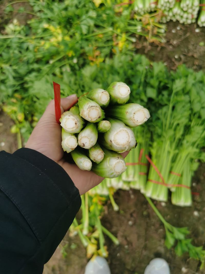 金乡芹菜西芹大量上市价格不高对接全国电商批发商