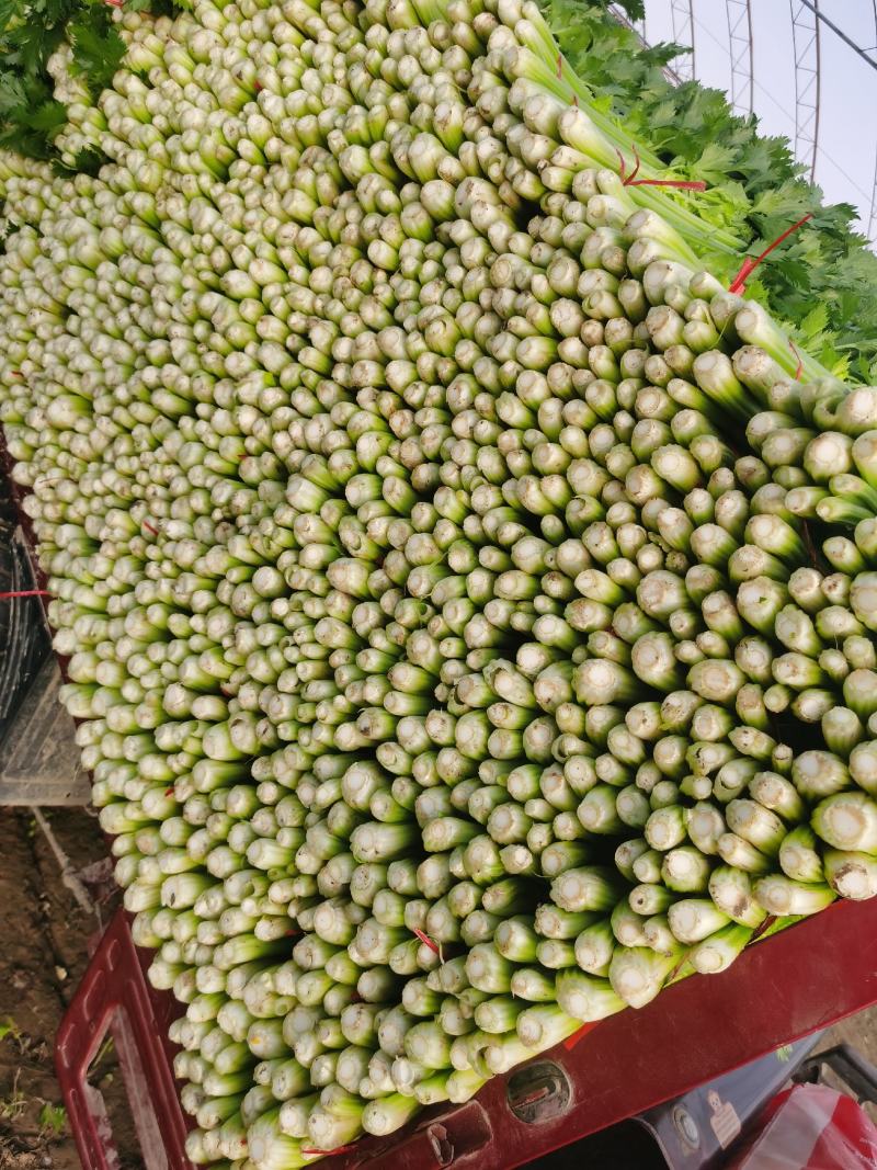 金乡芹菜西芹大量上市价格不高对接全国电商批发商