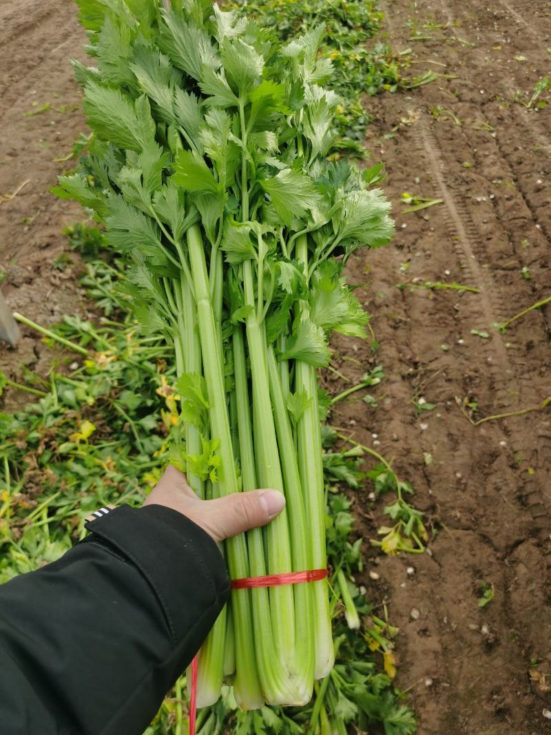 金乡芹菜西芹大量上市价格不高对接全国电商批发商