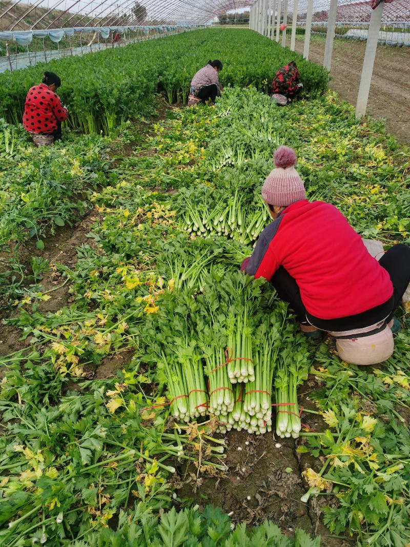 金乡芹菜西芹大量上市价格不高对接全国电商批发商