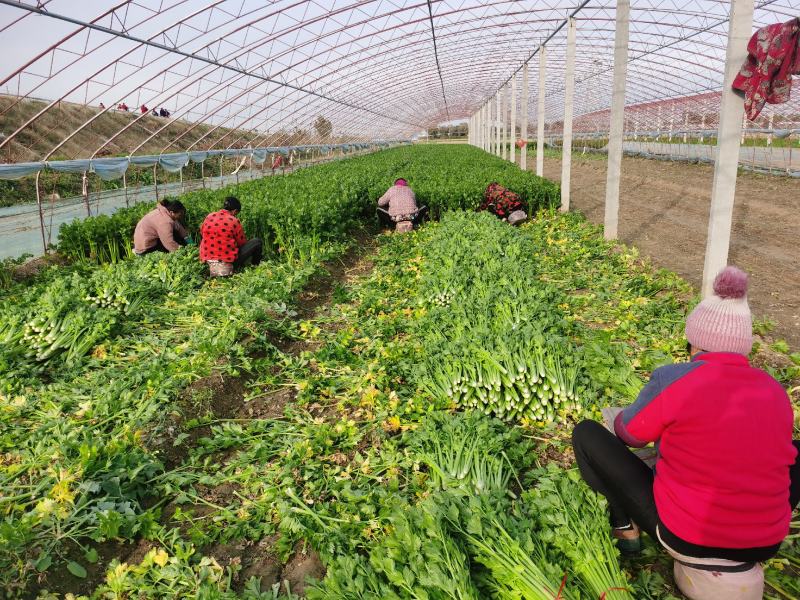 金乡芹菜西芹大量上市价格不高对接全国电商批发商