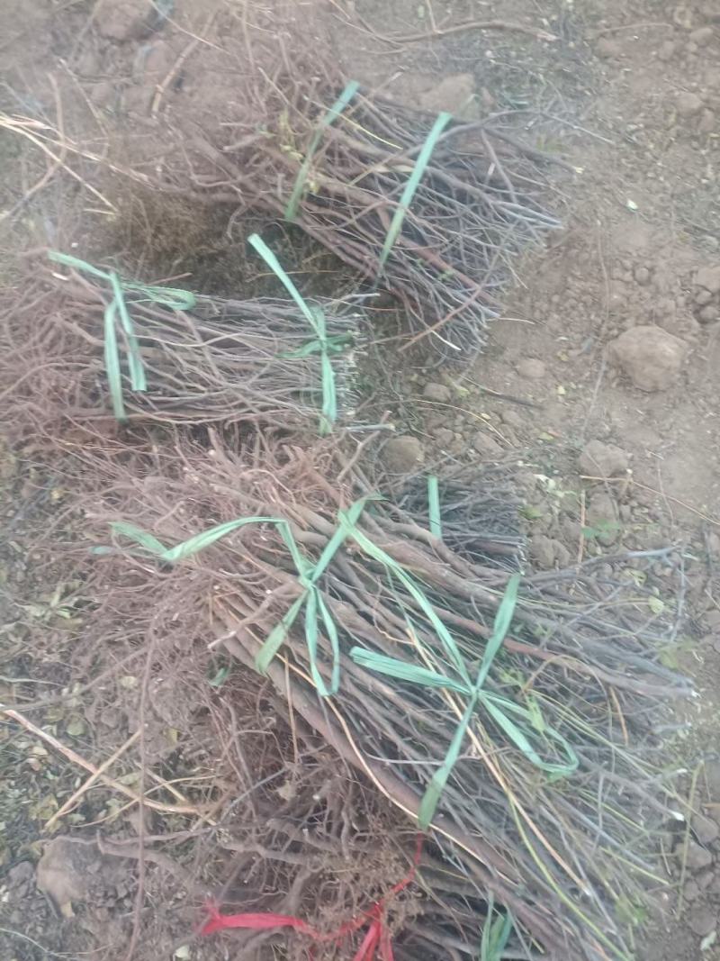 酸枣苗药用酸枣