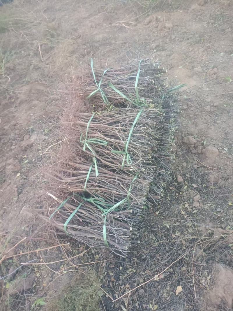 酸枣苗药用酸枣