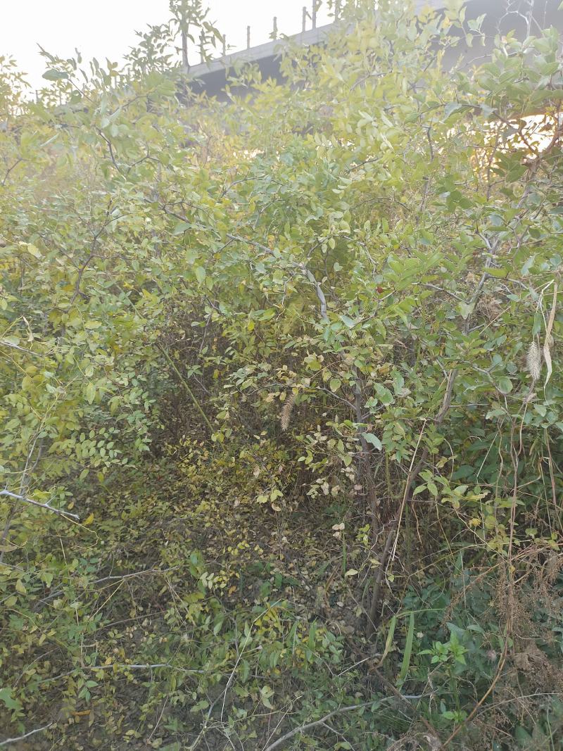 酸枣苗药用酸枣
