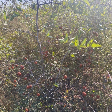 酸枣苗药用酸枣