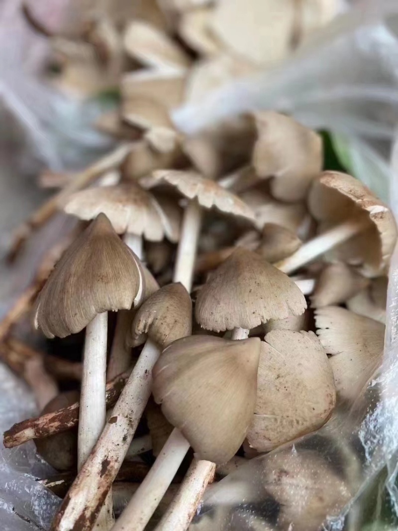 云南特产鸡枞菌油鸡枞产地货源亲自炸大量加工量大从优