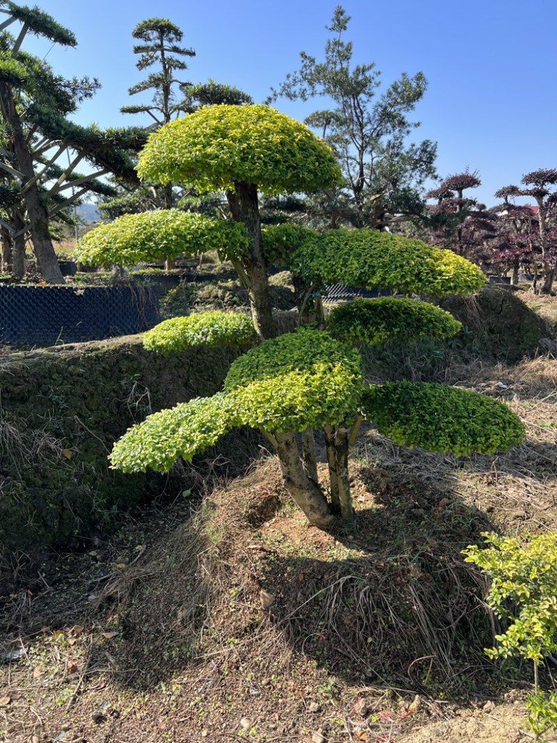 造型亮晶女贞