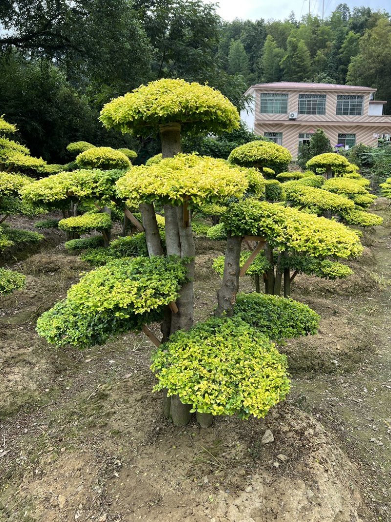 造型亮晶女贞