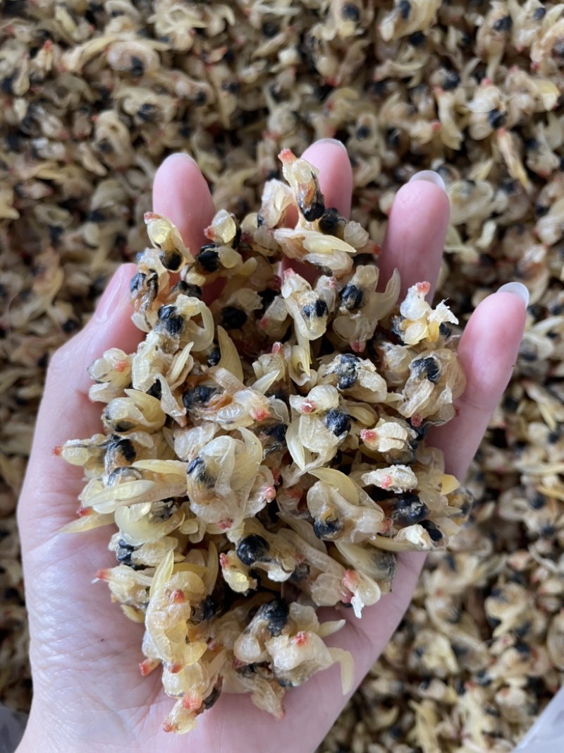 花甲肉干干度好个头大蛤蜊干9成干以上批发