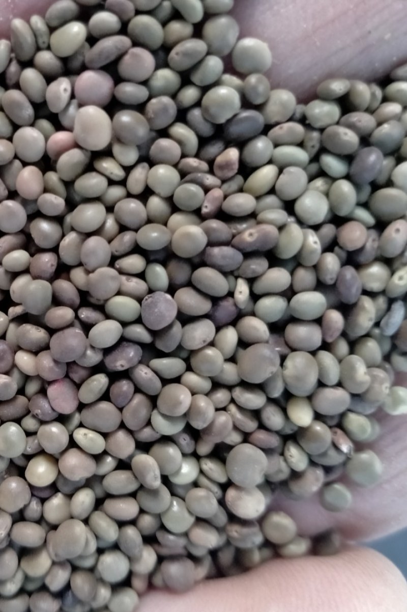 纯红皮甘草种子。产量高纯度95%以上，芽率90%假一赔四