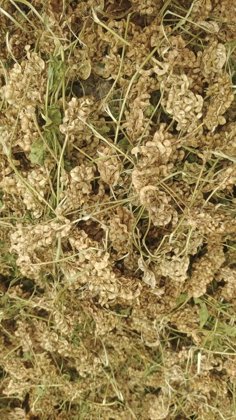 纯红皮甘草种子。产量高纯度95%以上，芽率90%假一赔四