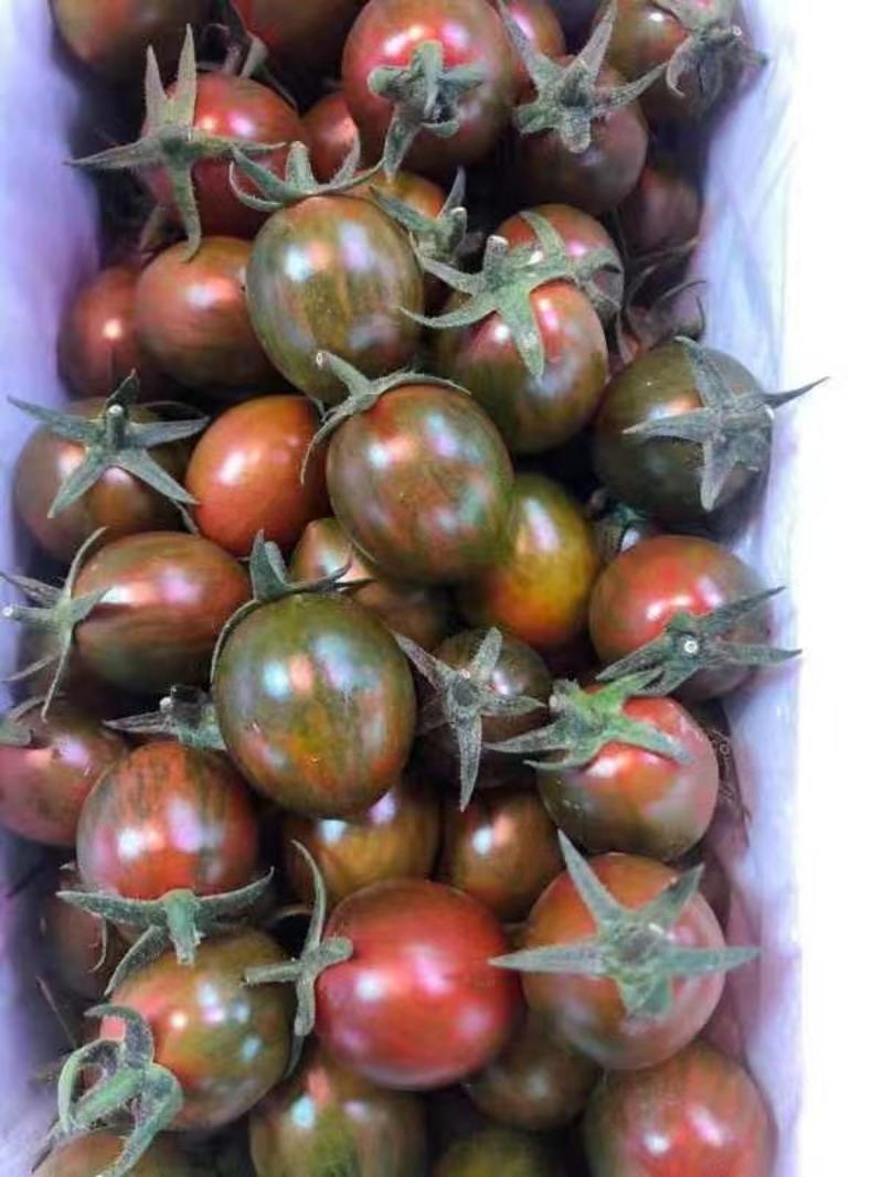 圣女果苗，各种樱桃番茄苗，西红柿苗，苗厂直供