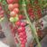 圣女果苗，各种樱桃番茄苗，西红柿苗，苗厂直供