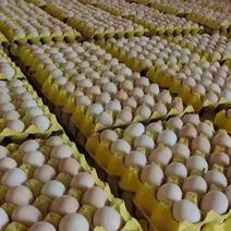 农家金凤土鸡蛋散养粉壳蛋壳厚蛋香蛋优价美全国供货