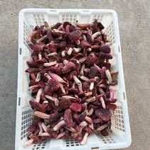神农架深山红菇红菌食用菌鲜货产地直发量大从优可电话沟通