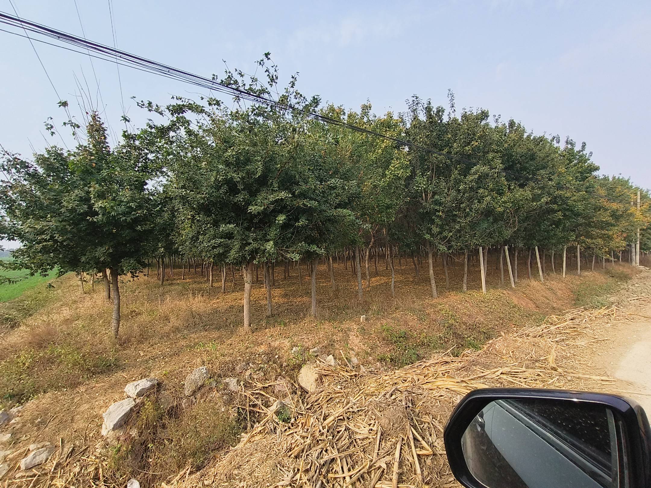 五角枫植株整体形态展示