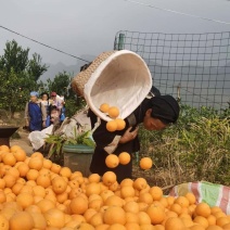 脐橙（晴隆）