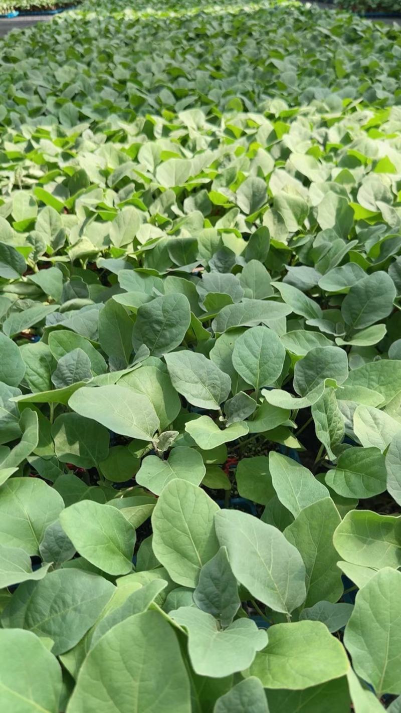 茄子苗，嫁接茄子苗圆茄苗绿萼长茄苗紫萼长茄苗烧烤茄子苗