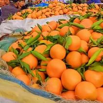 精品高山坡地蜜橘大量出售，颜色好质量好