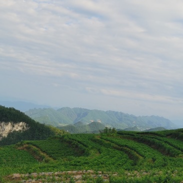 湖南张家界莓茶
