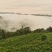 湖南张家界莓茶