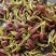 湖南张家界莓茶