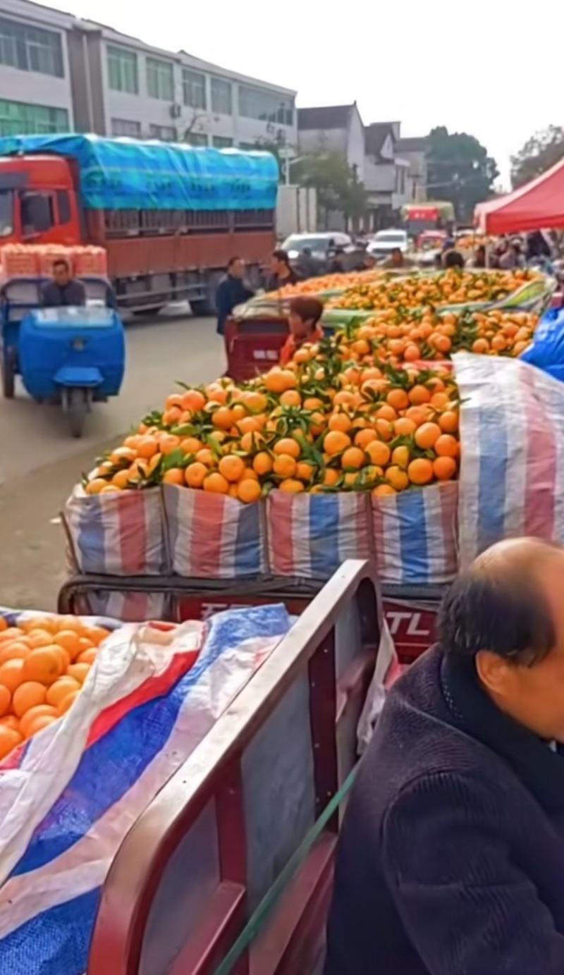 精品高山坡地蜜橘大量出售，颜色好质量好