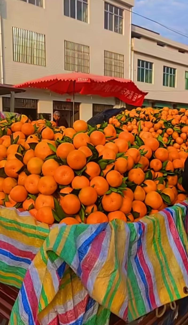 精品高山坡地蜜橘大量出售，颜色好质量好