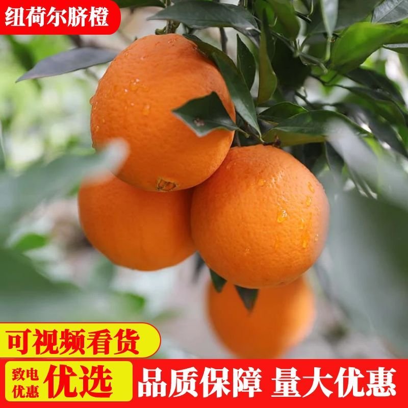 湖北脐橙橙子纽荷尔脐橙秭归脐橙一手货源品质保证货源充足