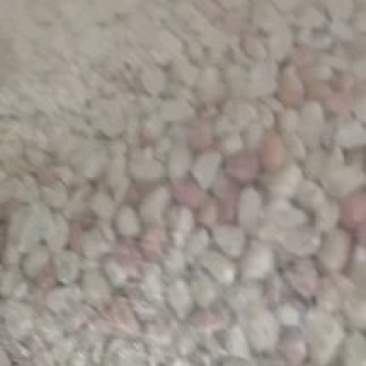 白沙大瓣出油杠杠的