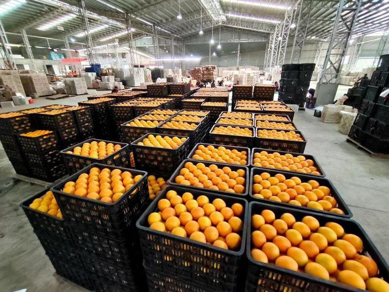 伦晚脐橙产地直发承接商超市场电商代收代发