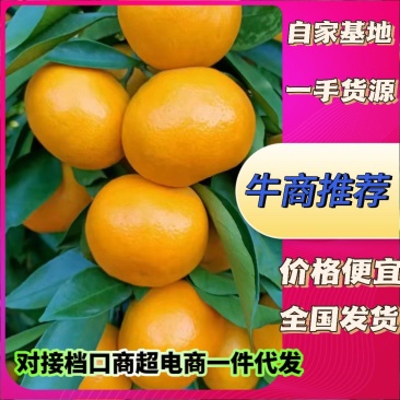 精品细皮蜜橘湖北柑橘自家基地一手货源价格便宜保质保量