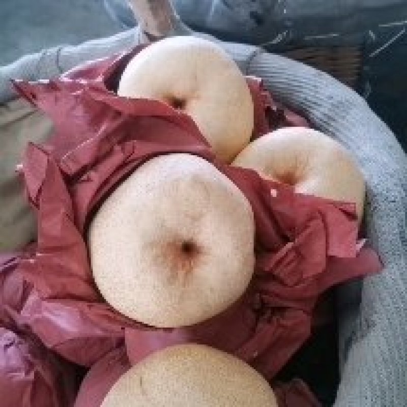 《陕西酥梨》咸阳酥梨货量大/纸袋四两起步核小皮薄肉厚无渣