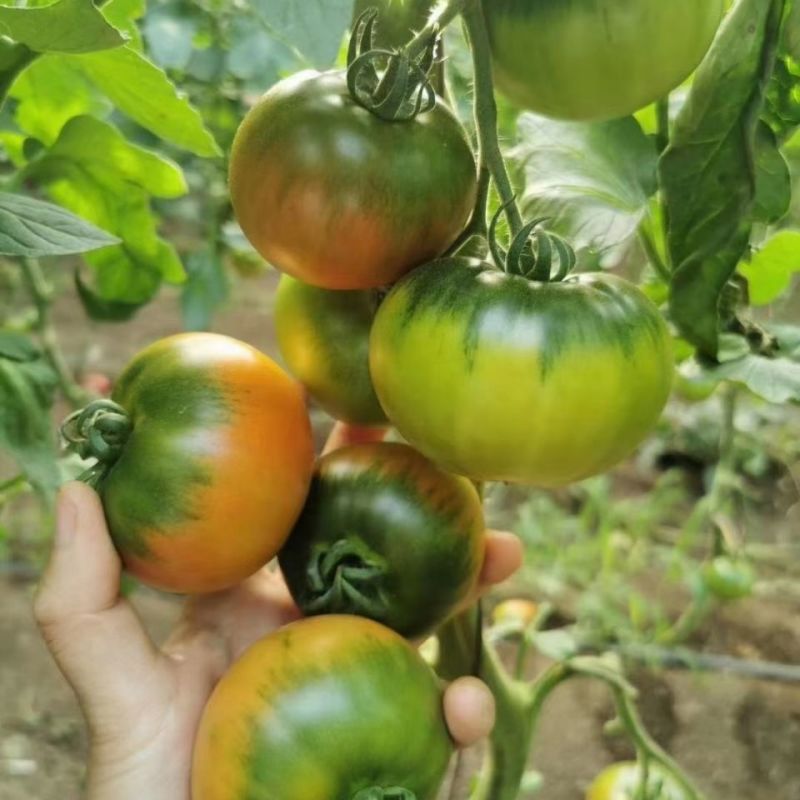 西红柿草莓西红柿寿光精品草莓西红柿口感西红柿