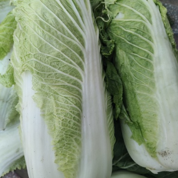 大白菜