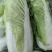 大白菜