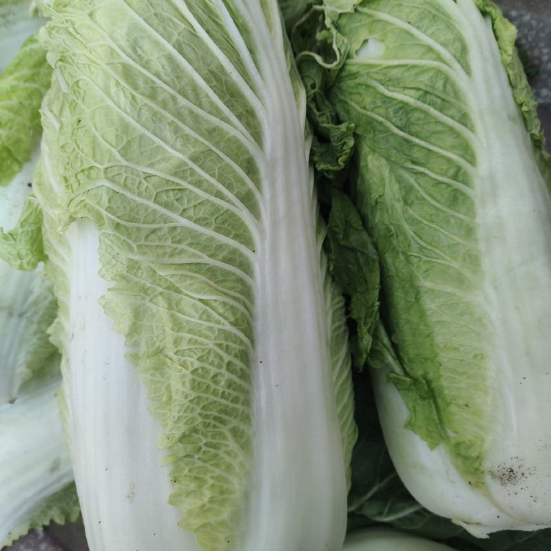大白菜