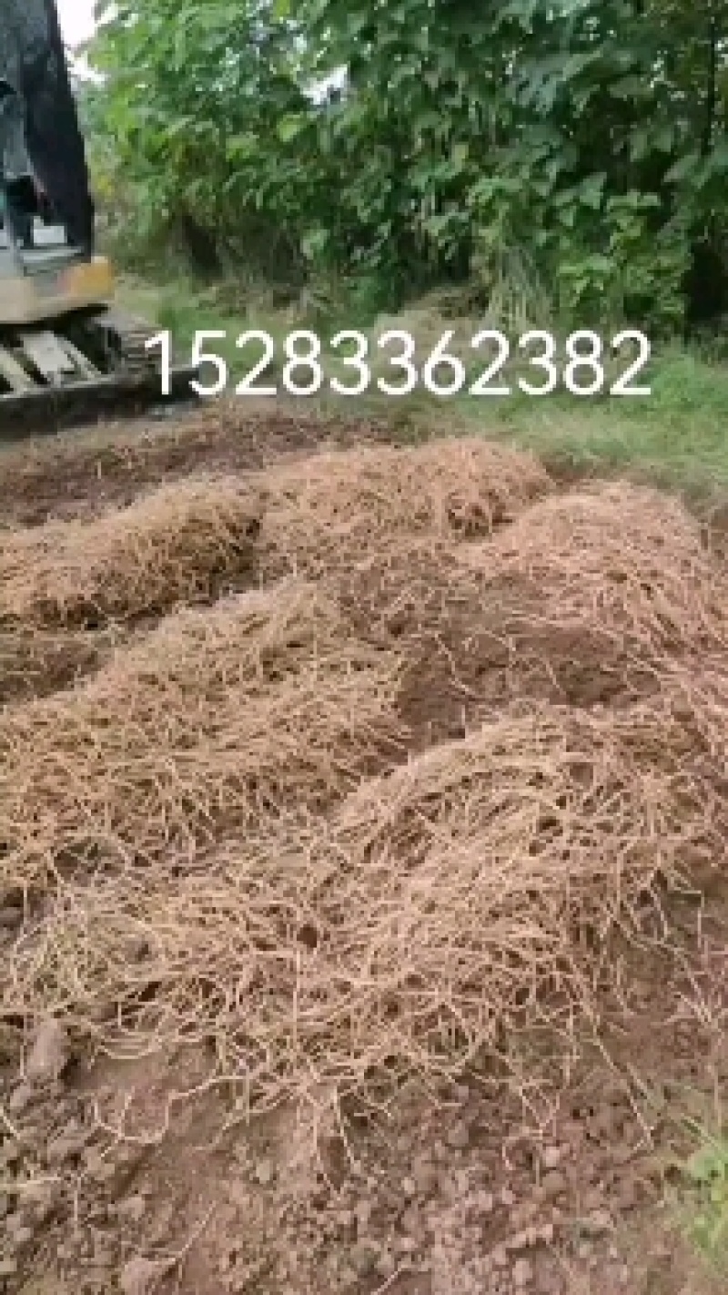 折耳根
