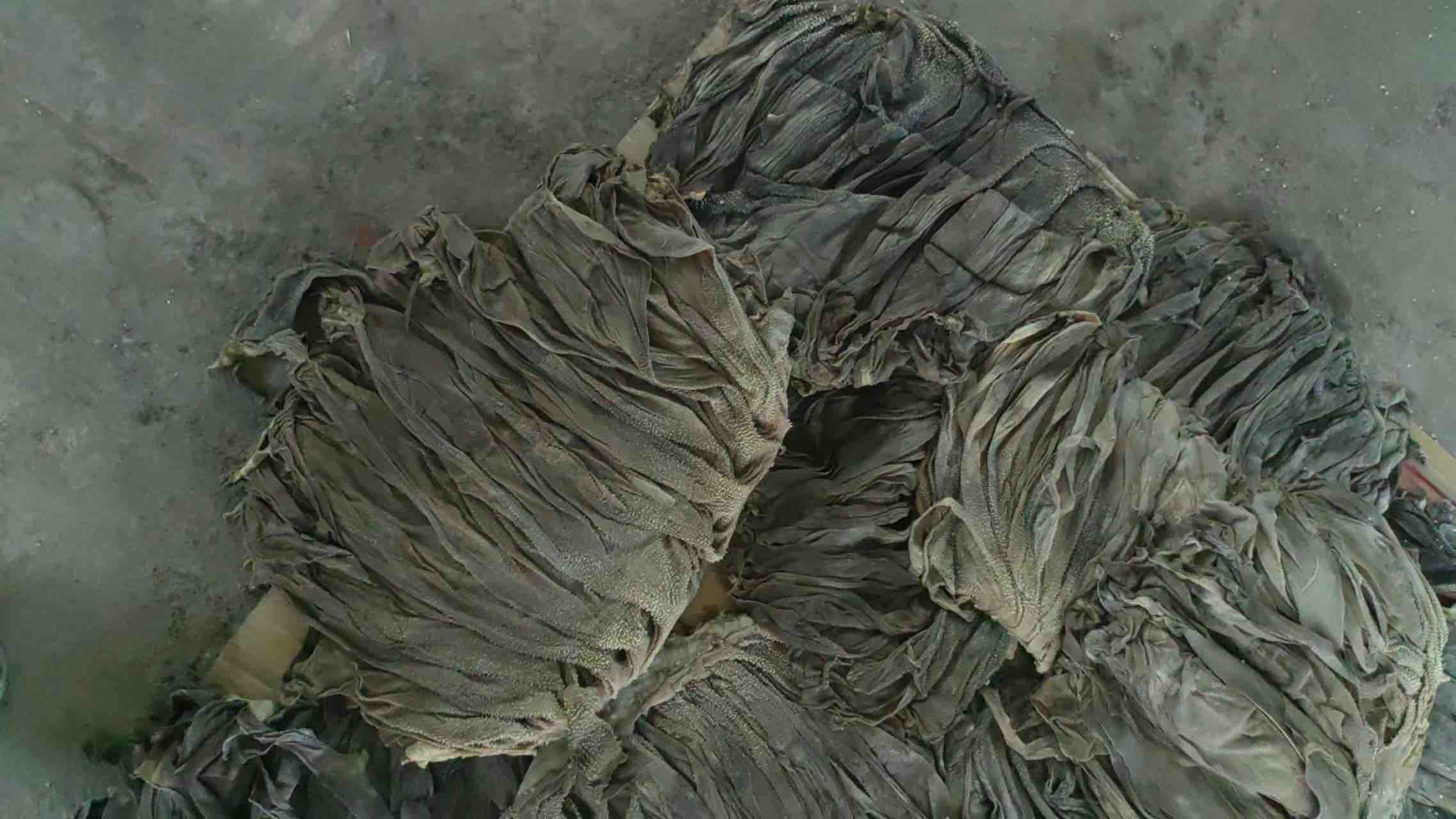 新鲜百合鳞茎特写图