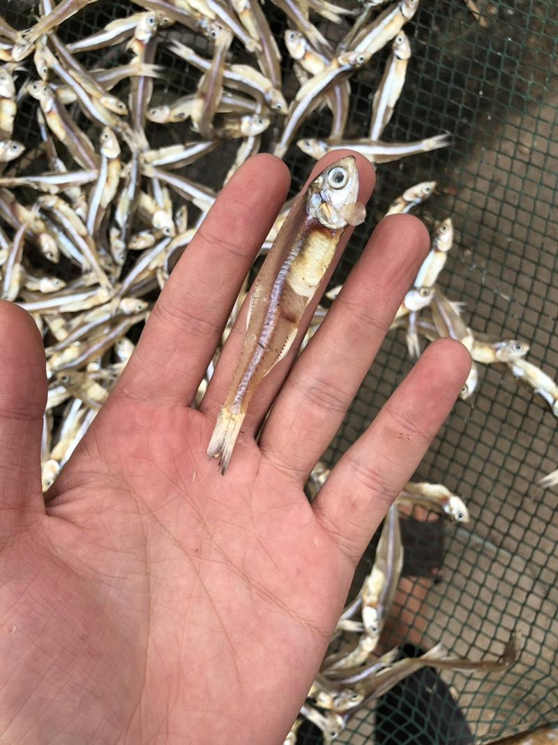 广西北海特产银鱼干，白凡鱼干，小鱼干，海燕鱼干晒场直供