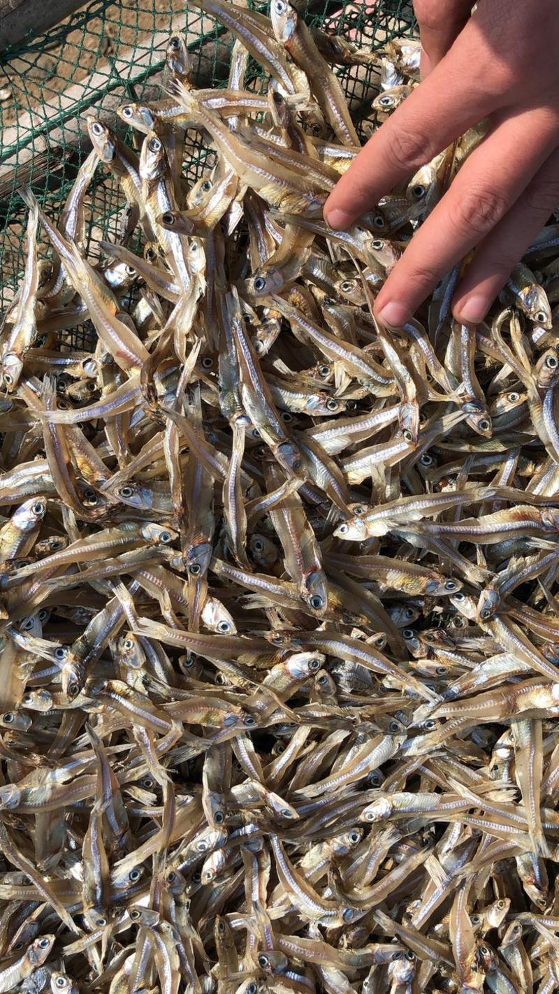 广西北海特产银鱼干，白凡鱼干，小鱼干，海燕鱼干晒场直供