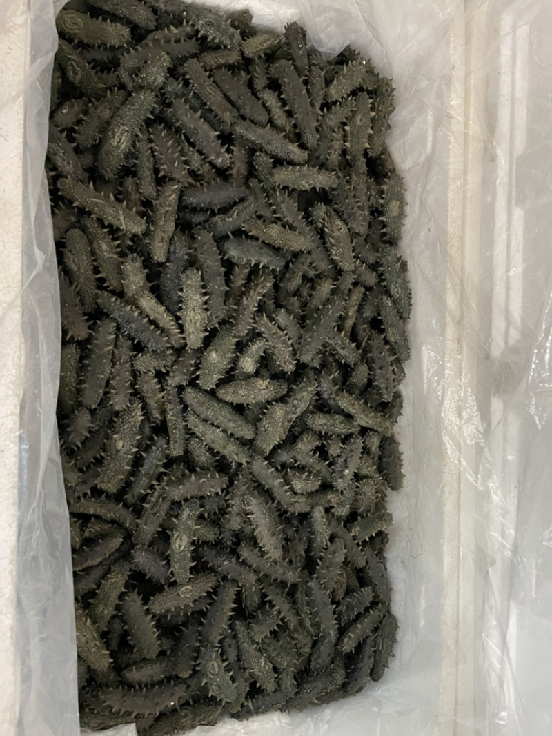 [标题]大连半干海参品质拉缸盐海参辽参高品质海刺参