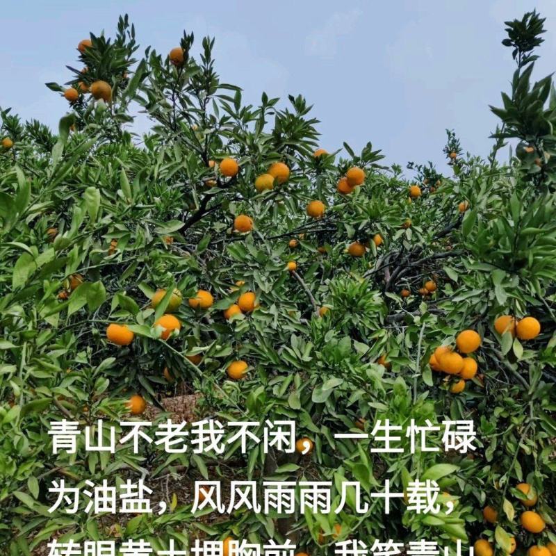 雪峰蜜橘，桔子，自家果园自产自销，口感好甜度高