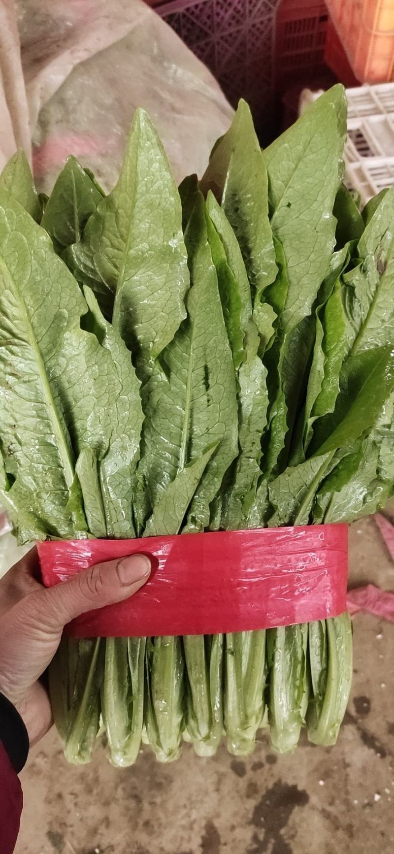 油麦菜精品产地直发