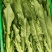 油麦菜精品产地直发