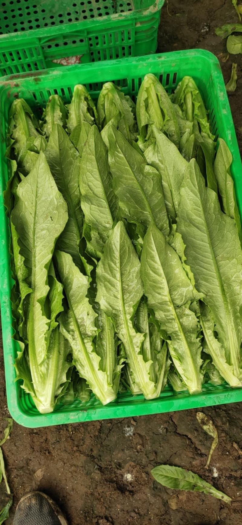 油麦菜精品产地直发